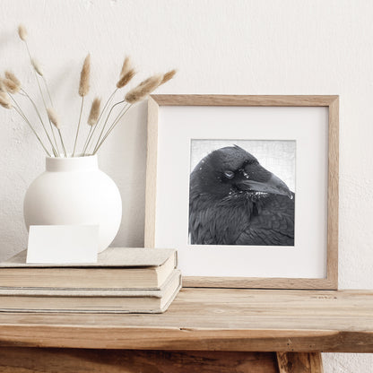 SNOW BEARD - Fine Art Print, Raven Portrait Series