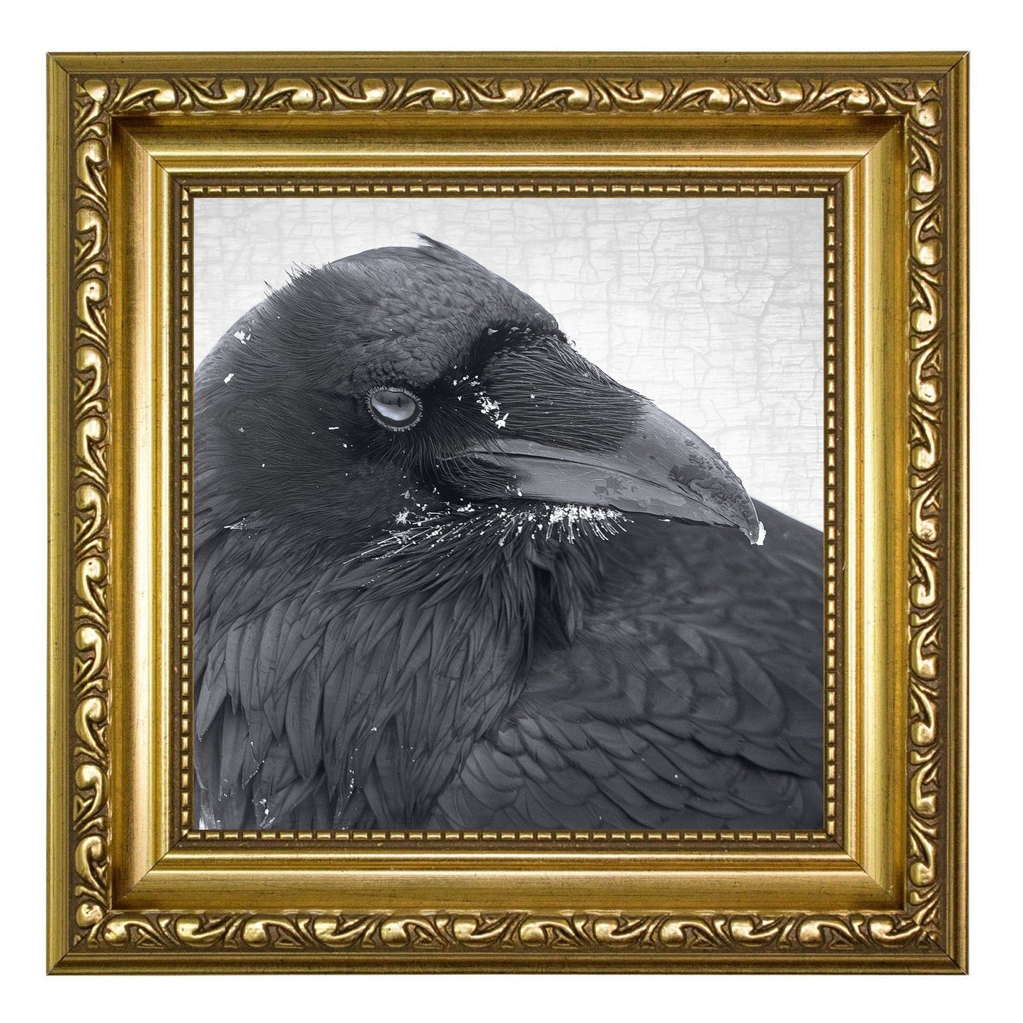 SNOW BEARD - Fine Art Print, Raven Portrait Series