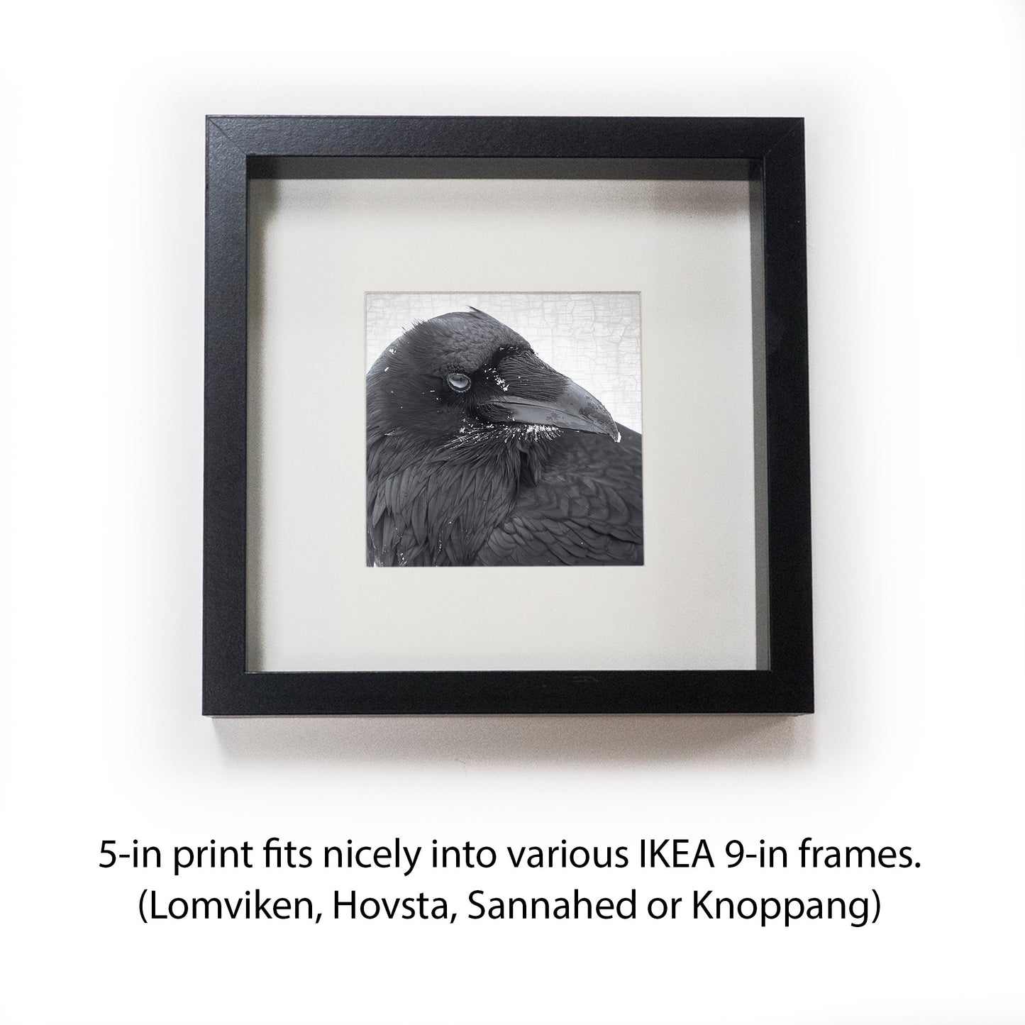 SNOW BEARD - Fine Art Print, Raven Portrait Series