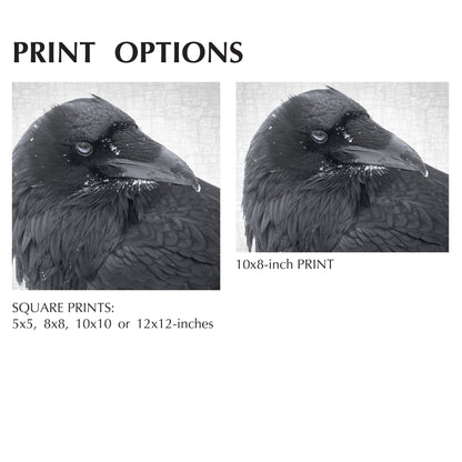 SNOW BEARD - Fine Art Print, Raven Portrait Series