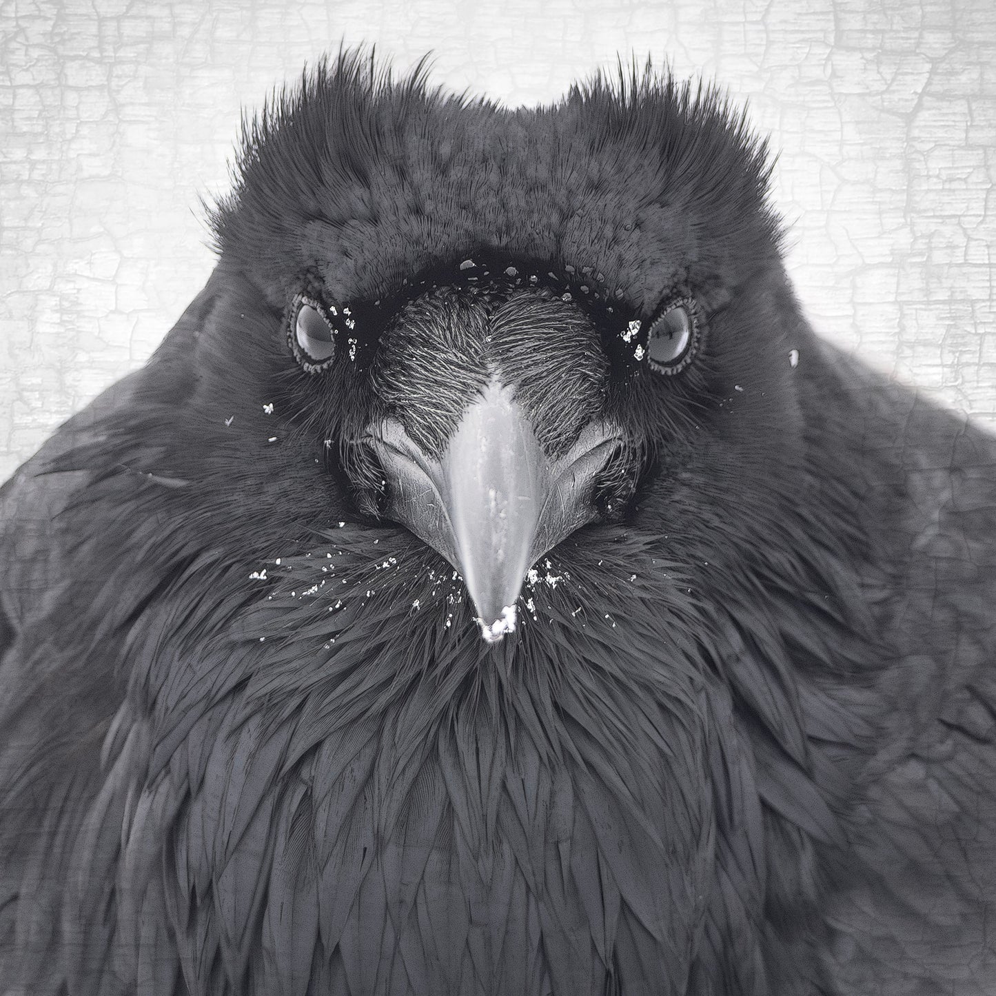 WATCHER IN THE SNOW - Fine Art Print, Raven Portrait Series
