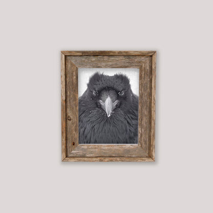 WATCHER IN THE SNOW - Fine Art Print, Raven Portrait Series