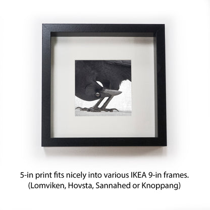 UPSIDE DOWN - Fine Art Print, Crow Portrait Series