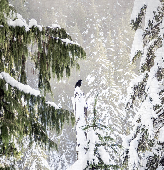 WINTER WOODS - Fine Art Print, Raven Portrait Series