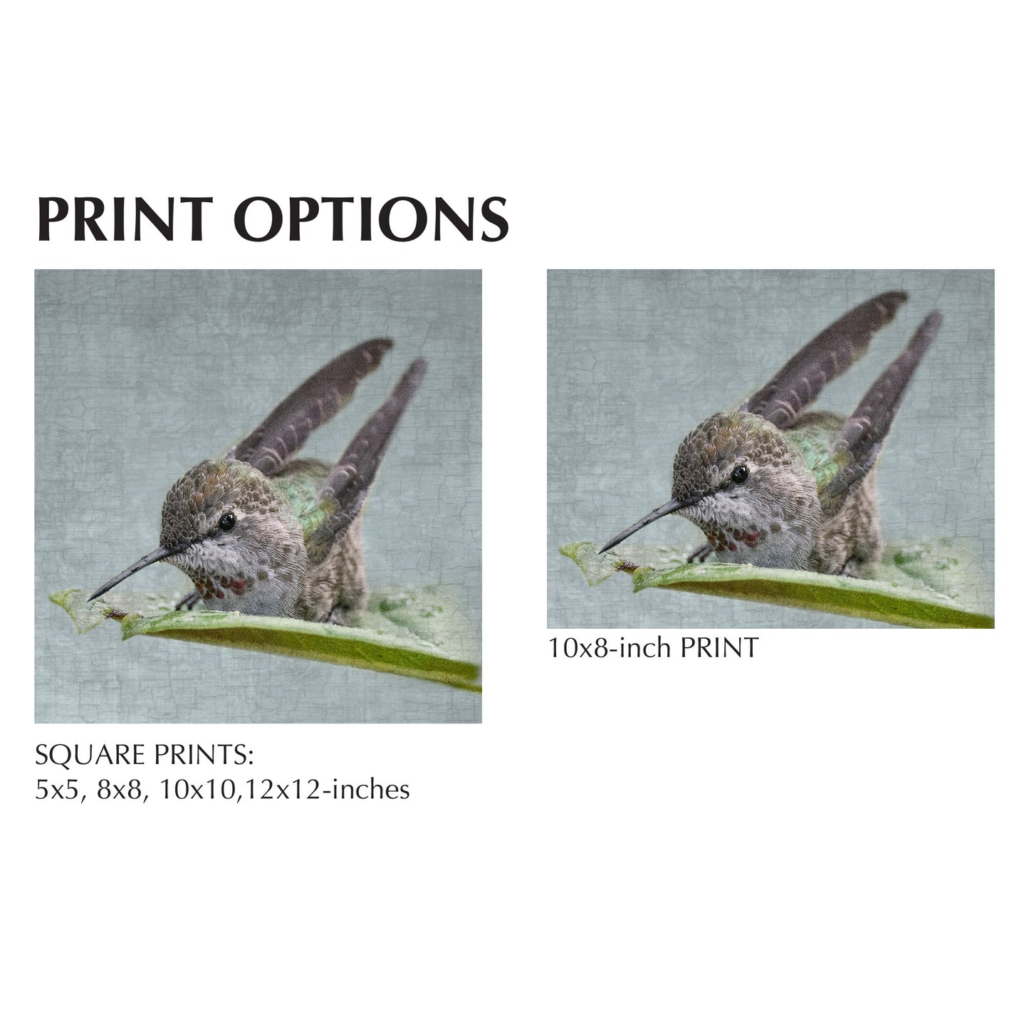 BATHING HUMMINGBIRD No. 1 - Fine Art Print, Garden Birds Series
