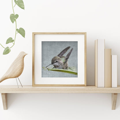 Bathing Hummingbird 1 - Wood Frame