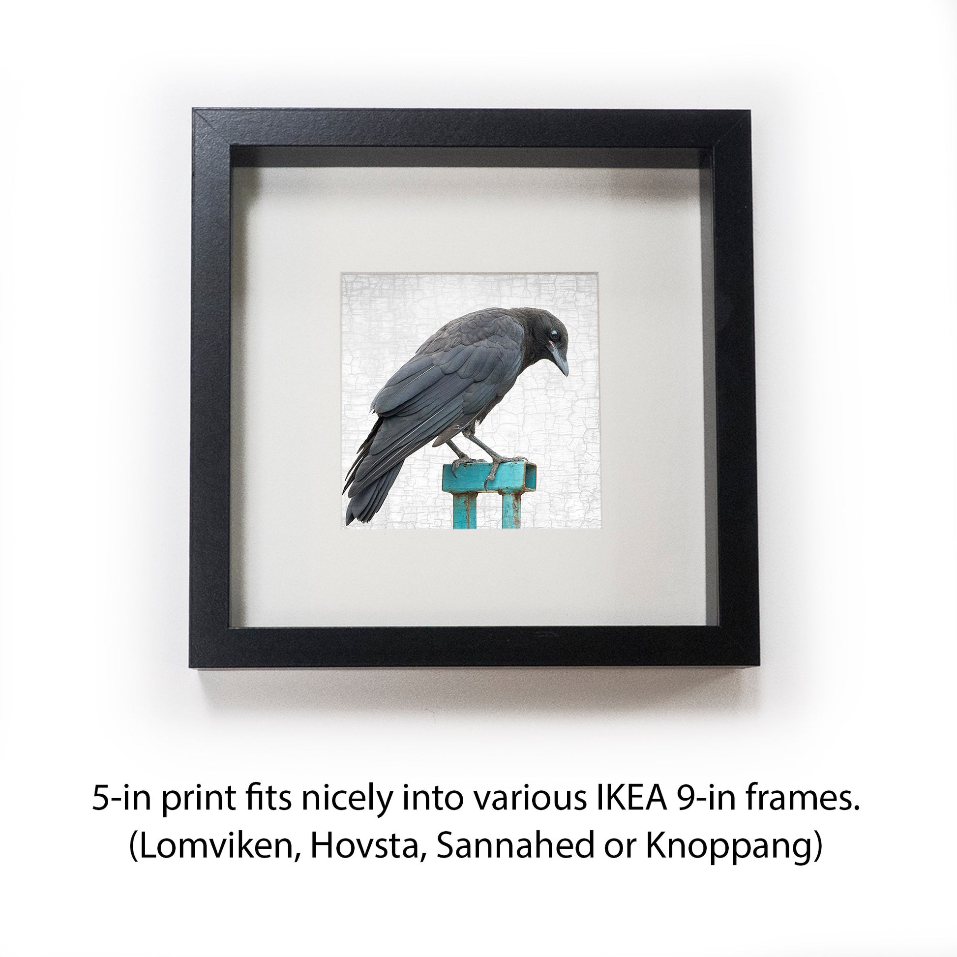 Baby Crow Black Frame