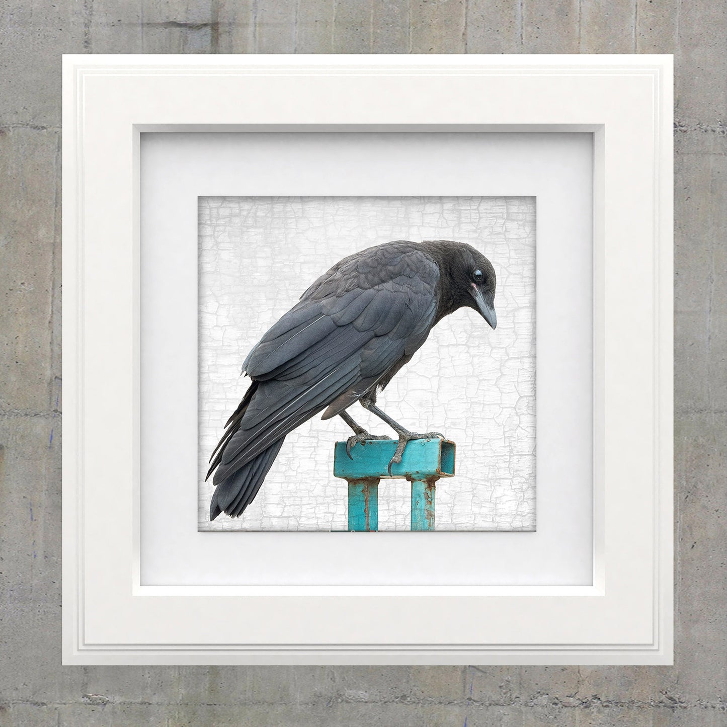 BABY CROW ON A BLUE FENCE - Fine Art Print, Crow Portrait Series