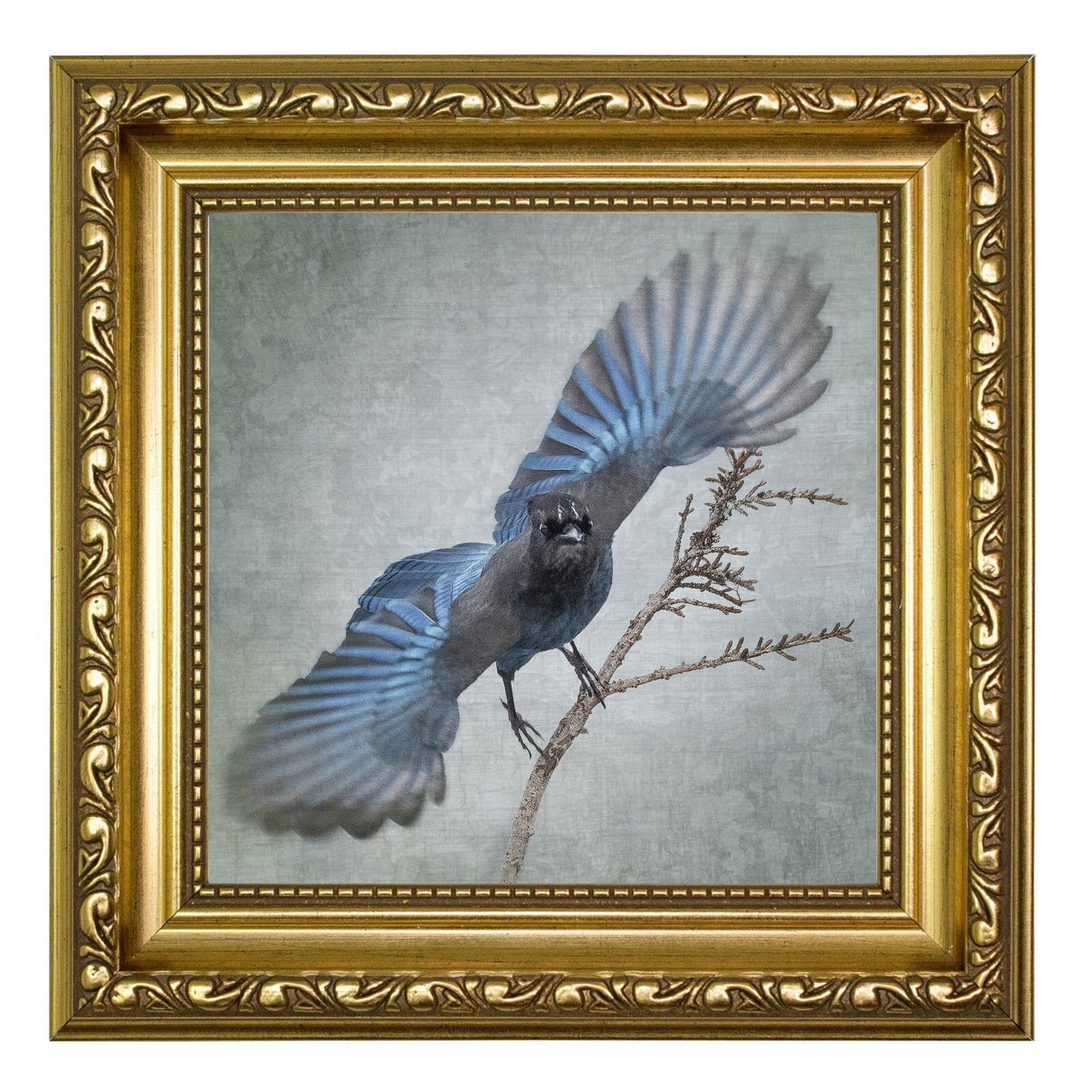 WIDE BLUE YONDER (Steller's Jay) - Fine Art Print, Garden Birds Series