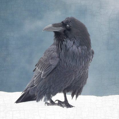 RAVEN IN A BLUE NOTE - Fine Art Print, Raven Portrait Series