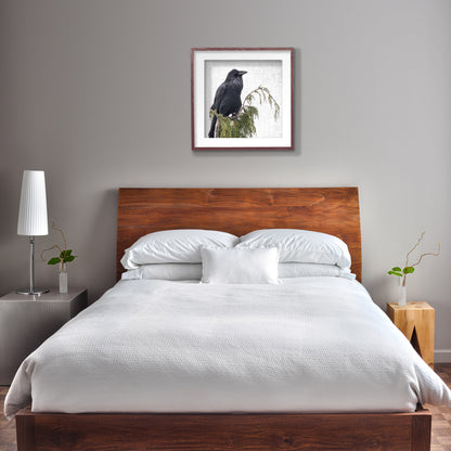 RAVEN ON CEDAR - Fine Art Print, Raven Portrait Series