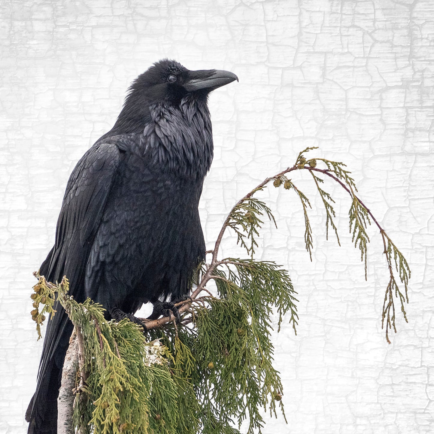 RAVEN ON CEDAR - Fine Art Print, Raven Portrait Series