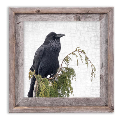 RAVEN ON CEDAR - Fine Art Print, Raven Portrait Series