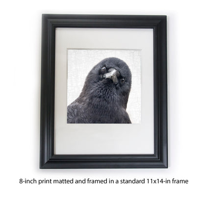 THE WATCHER - Fine Art Print, Crow Portrait Series