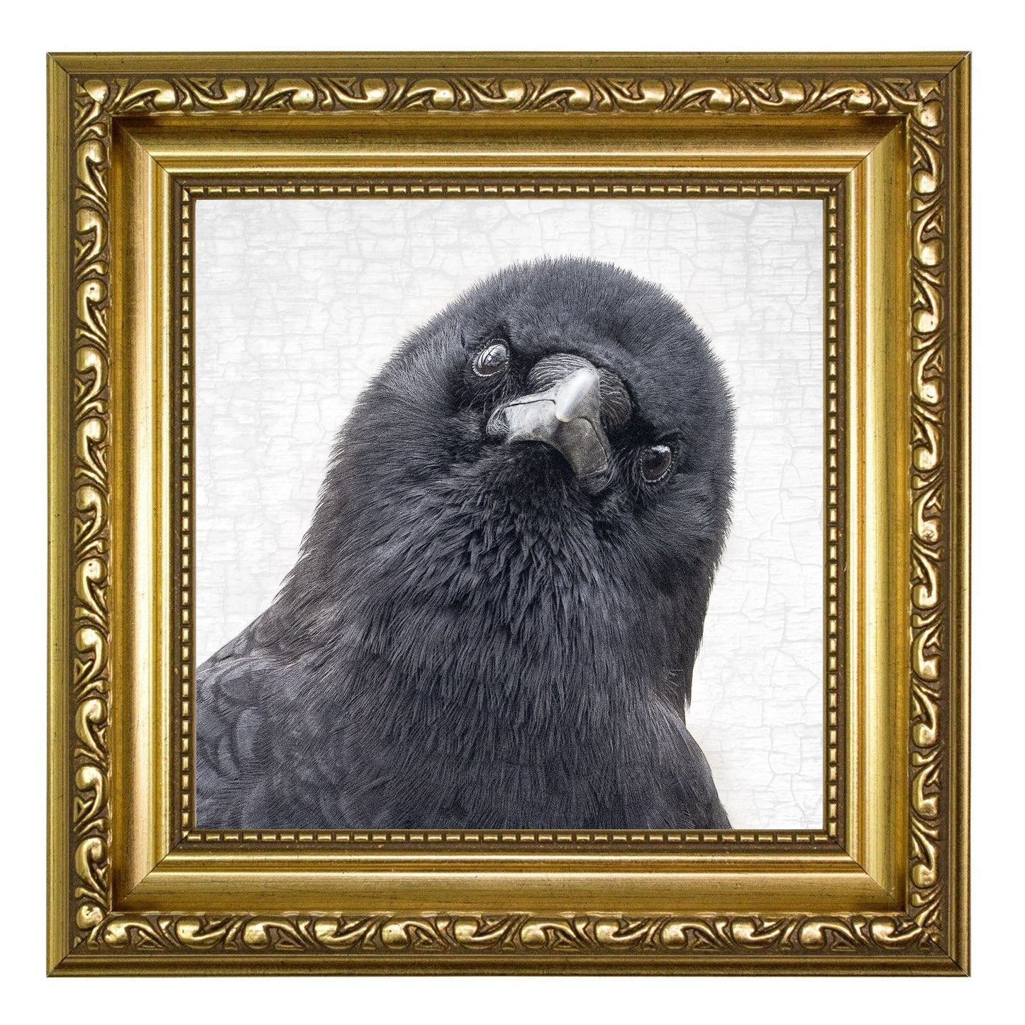 THE WATCHER - Fine Art Print, Crow Portrait Series