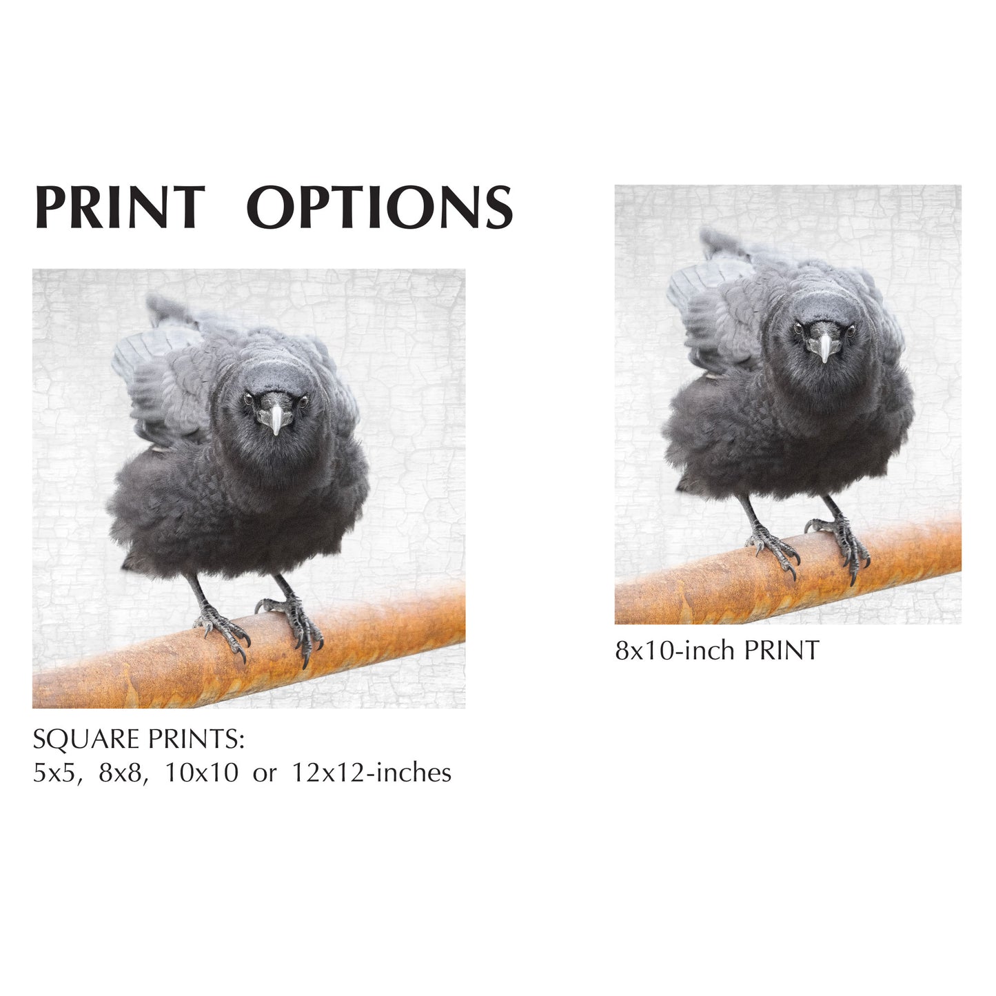 CROW AND RUST - Fine Art Print, Crow Portrait Series