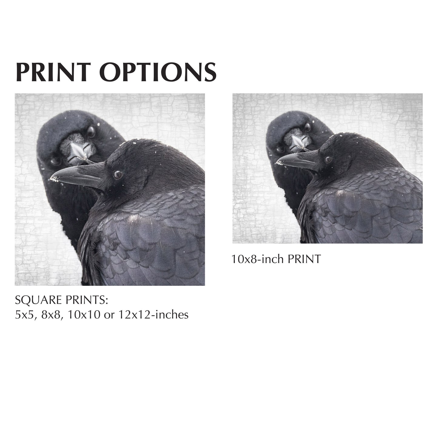 INFINITE CARE - Fine Art Print, Crow Portrait Series