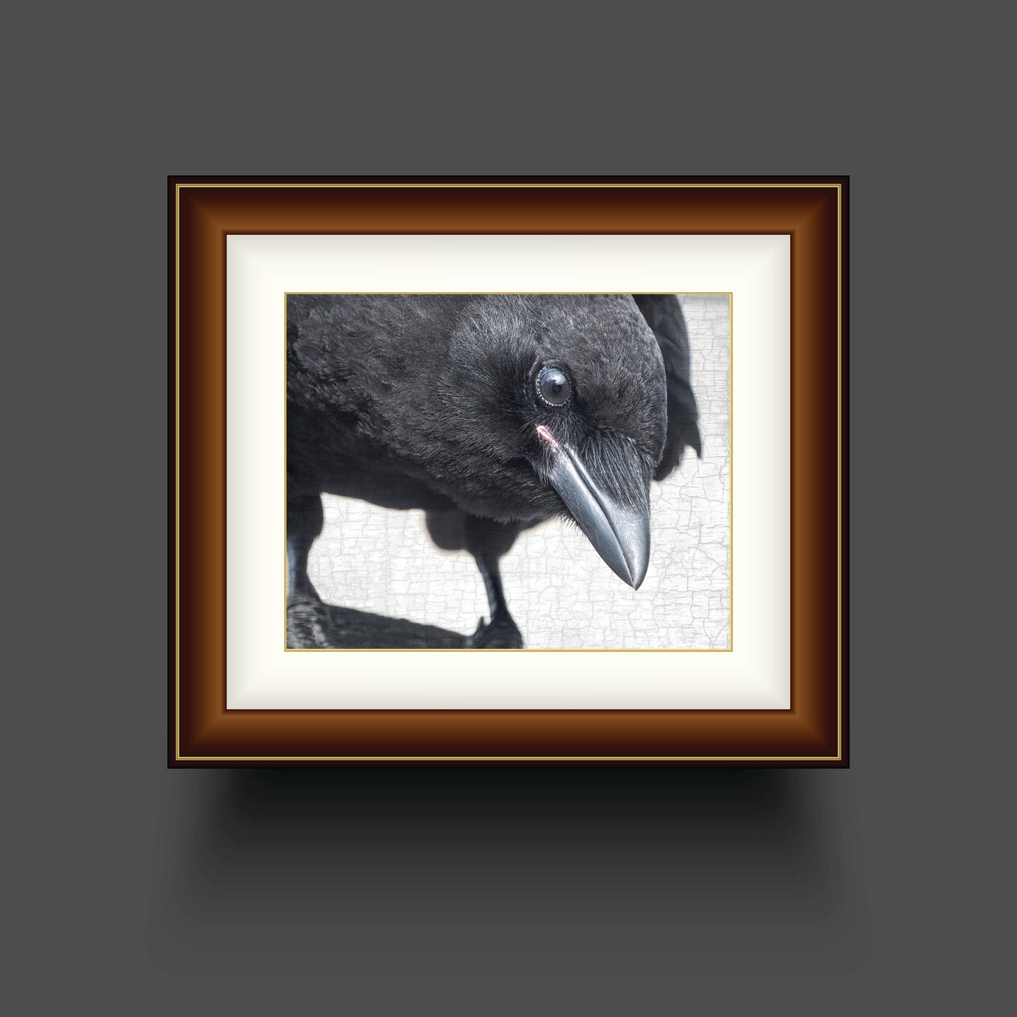 JUNIOR INVESTIGATOR - Fine Art Print, Crow Portrait Series