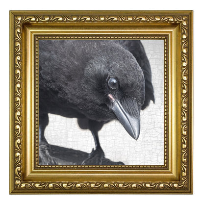 JUNIOR INVESTIGATOR - Fine Art Print, Crow Portrait Series
