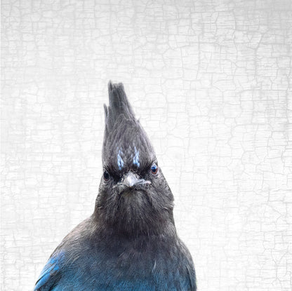 THE STELLER'S JAY OF JUDGEMENT — Fine Art Print, Judgmental Birds Collection