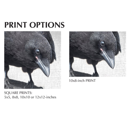 JUNIOR INVESTIGATOR - Fine Art Print, Crow Portrait Series