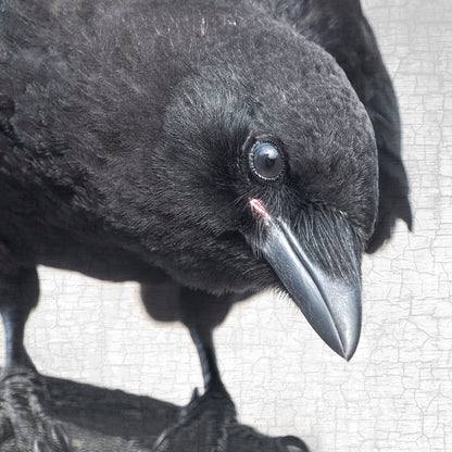 JUNIOR INVESTIGATOR - Fine Art Print, Crow Portrait Series