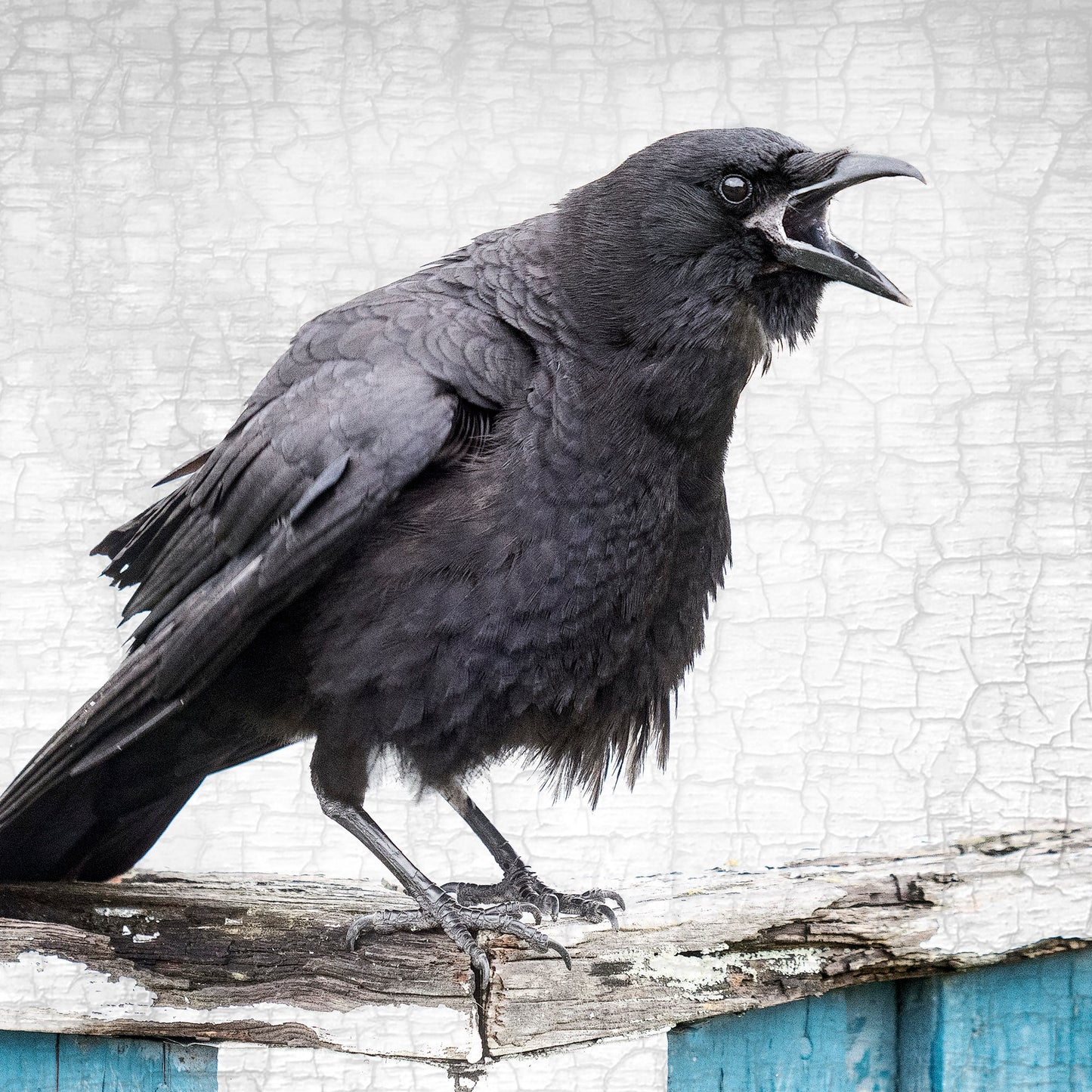 A LOCAL NEWS SOURCE - Fine Art Print, Crow Portrait Series