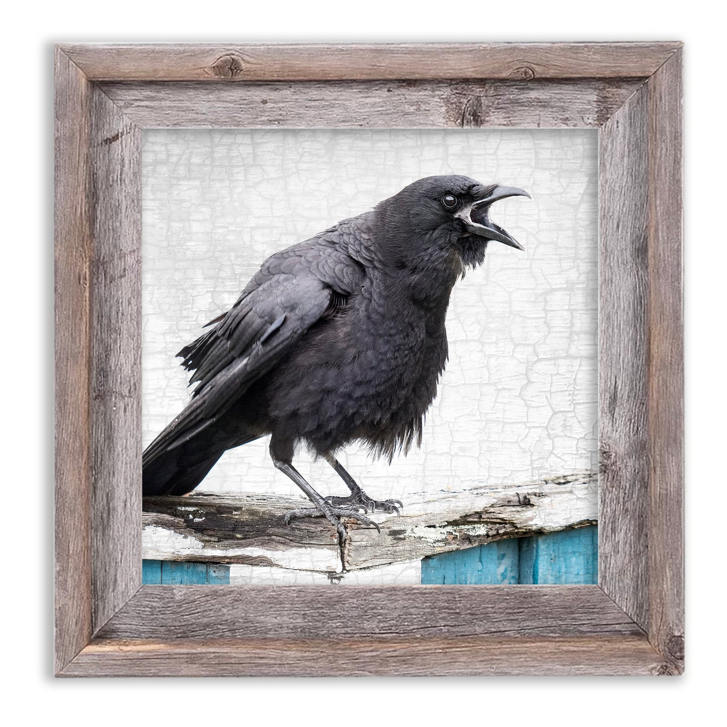 A LOCAL NEWS SOURCE - Fine Art Print, Crow Portrait Series