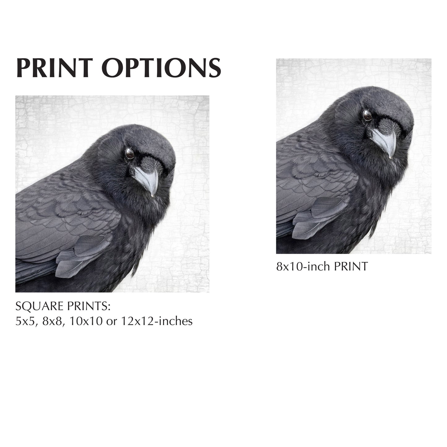 MAGNIFICENT MARVIN - Fine Art Print, Crow Portrait Series