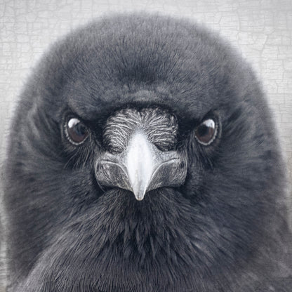 STEADFAST - Fine Art Print, Crow Portrait Series