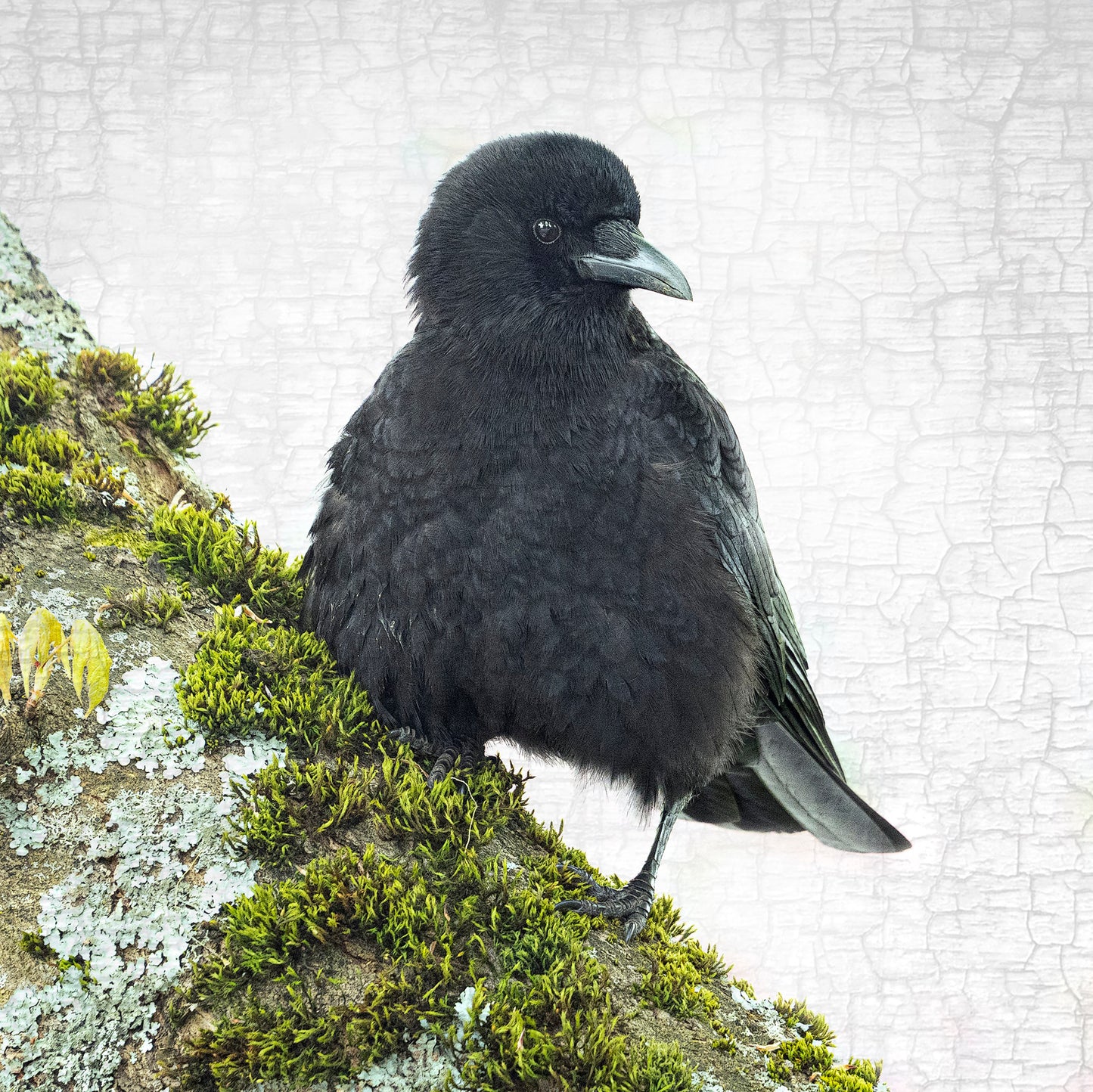 MOSS CROW - Fine Art Print, Crow Portrait Series