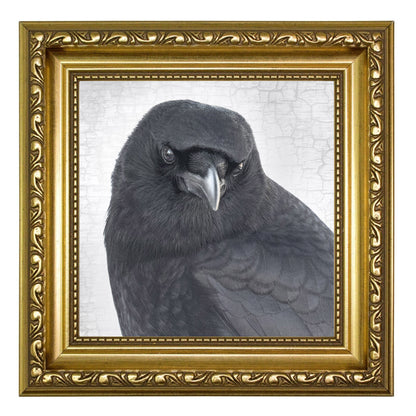 CROW WITHOUT A PEARL EARRING - Fine Art Print, Crow Portrait Series