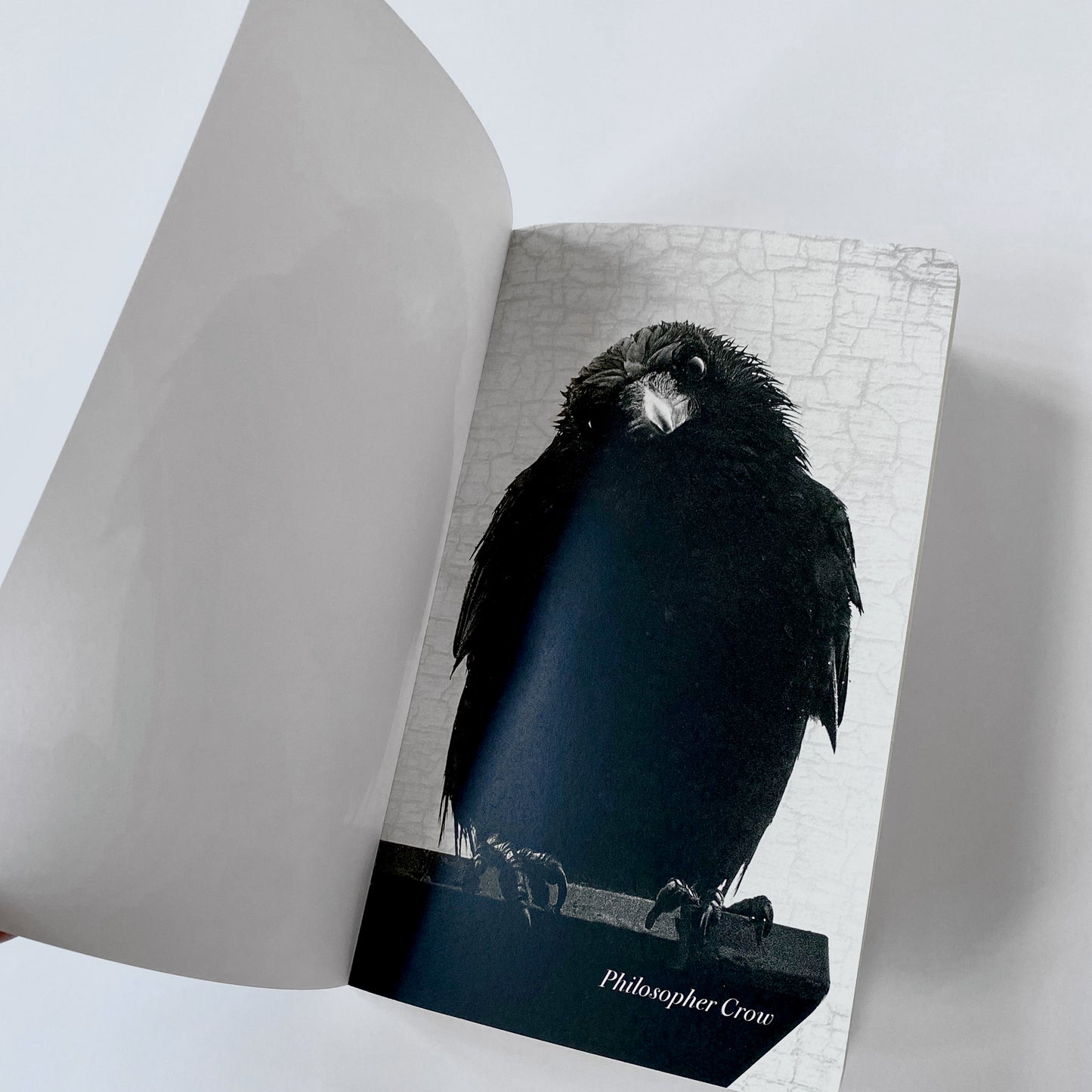 PHILOSOPHER CROW - Small Notebook by June Hunter — SALE