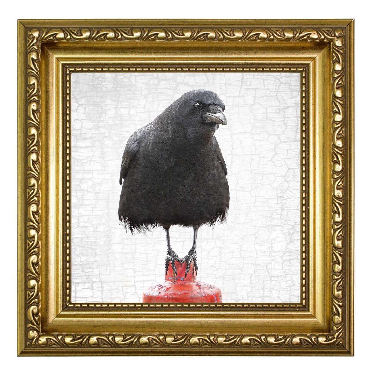 EQUILIBRIUM - Fine Art Print, Crow Portrait Series