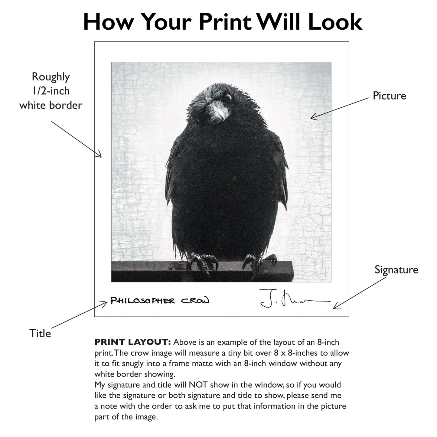JUNIOR INVESTIGATOR - Fine Art Print, Crow Portrait Series