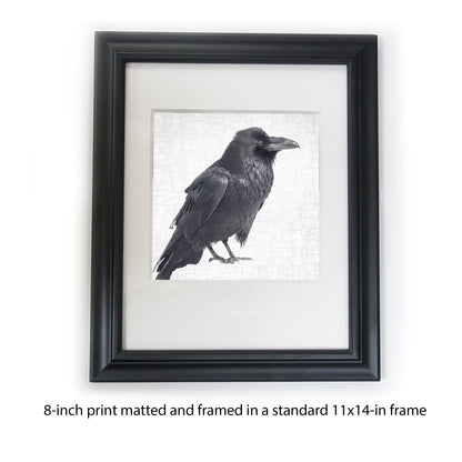 RAVEN PATIENCE - Fine Art Print, Raven Portrait Series