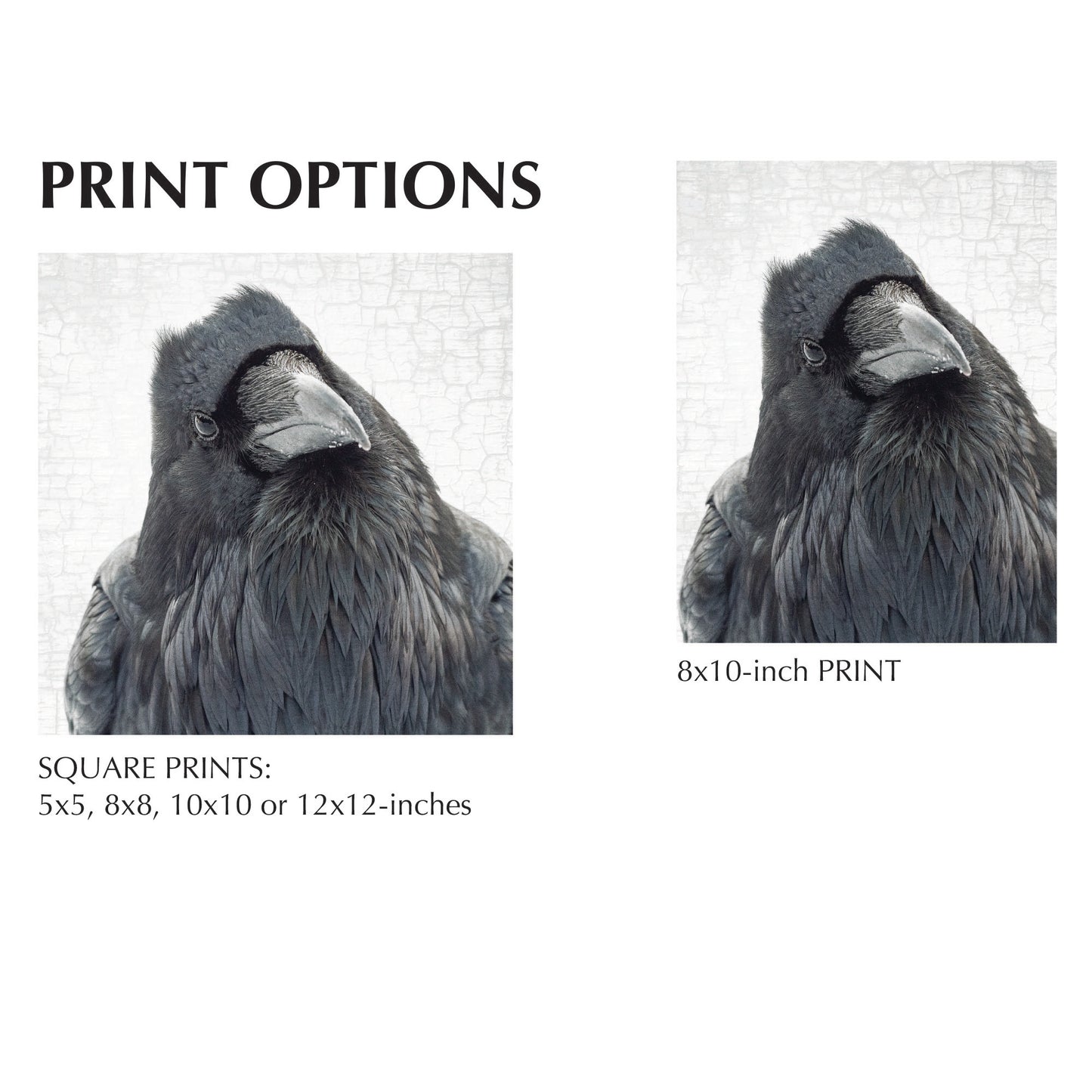 THE THINKER - Fine Art Print, Raven Portrait Series