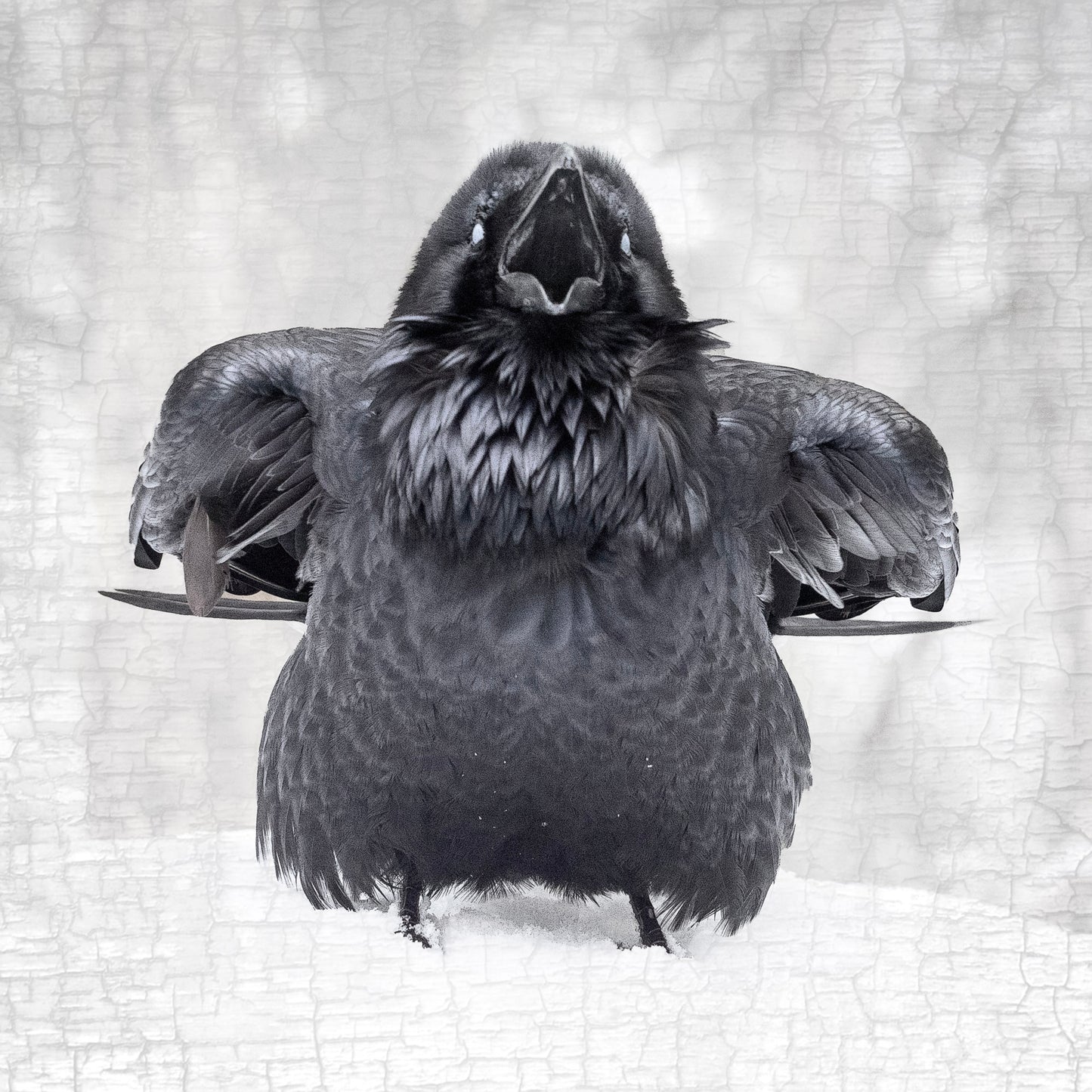 CALL OF THE RAVEN - Fine Art Print, Raven Portrait Series