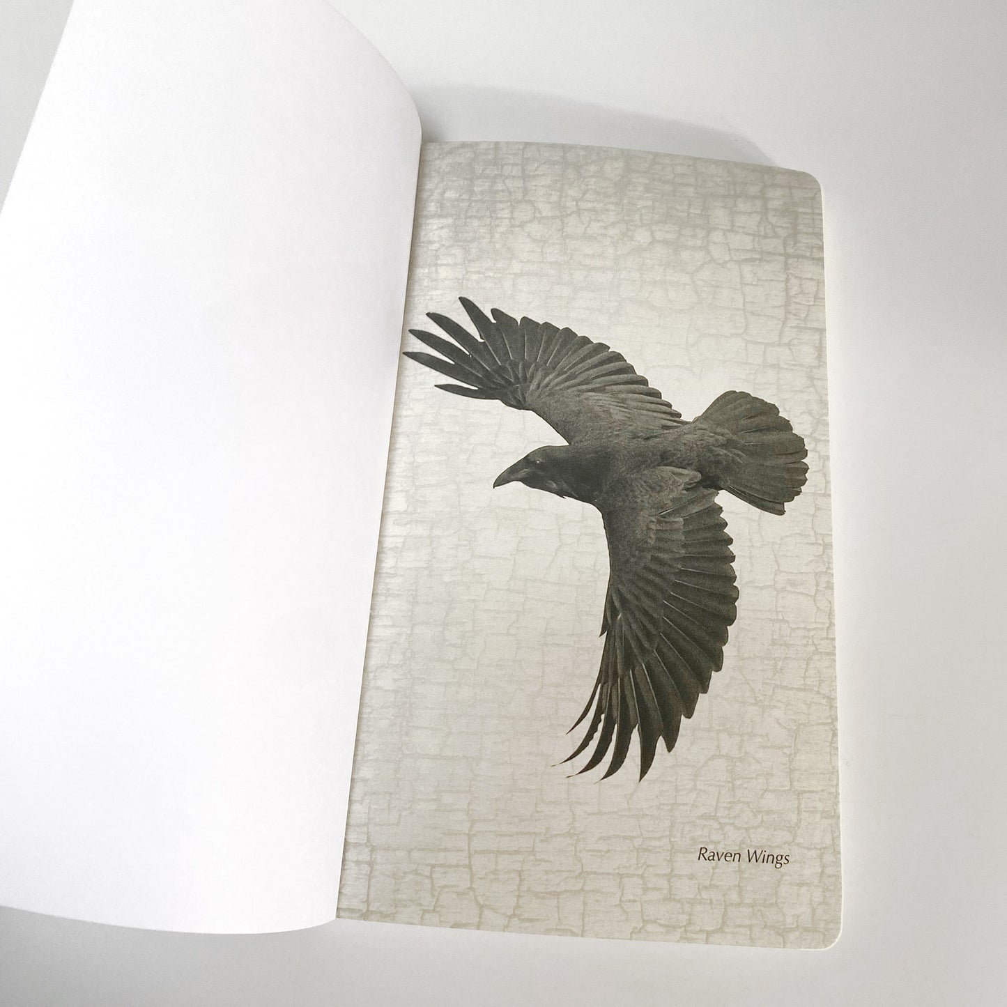 Raven Wings - Notebook by June Hunter — SALE