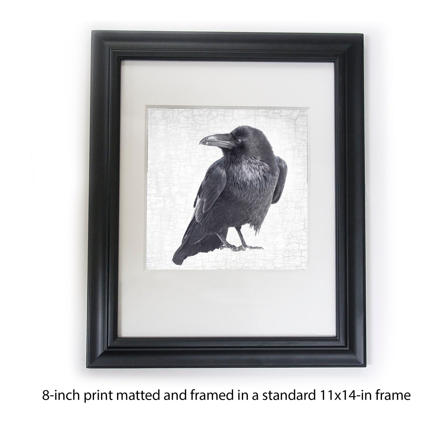 RAVEN LOOKS BACK - Fine Art Print, Raven Portrait Series