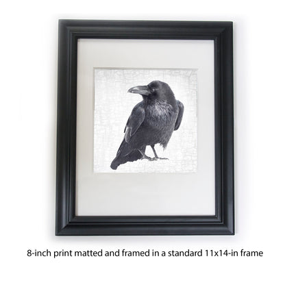 RAVEN LOOKS BACK - Fine Art Print, Raven Portrait Series