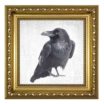 RAVEN LOOKS BACK - Fine Art Print, Raven Portrait Series