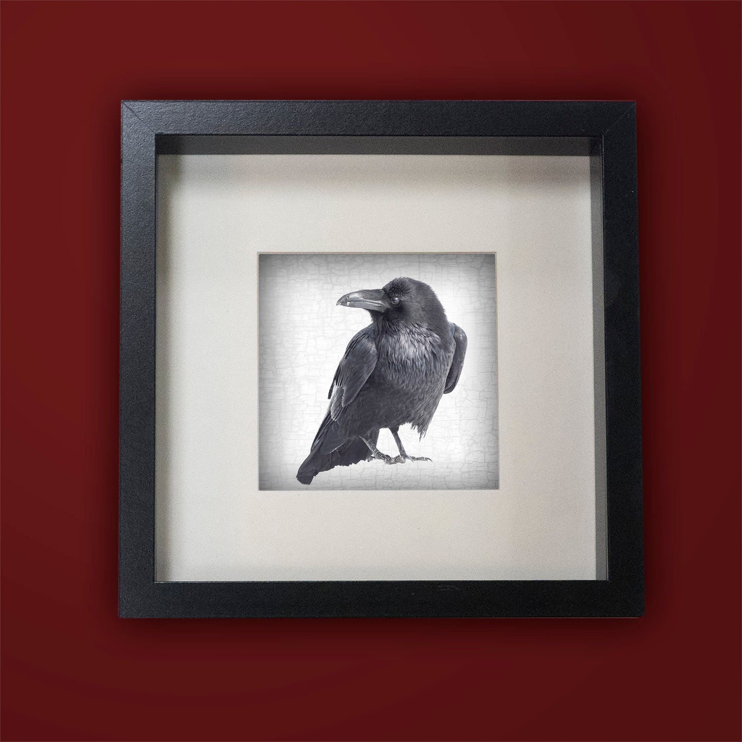 RAVEN LOOKS BACK - Fine Art Print, Raven Portrait Series