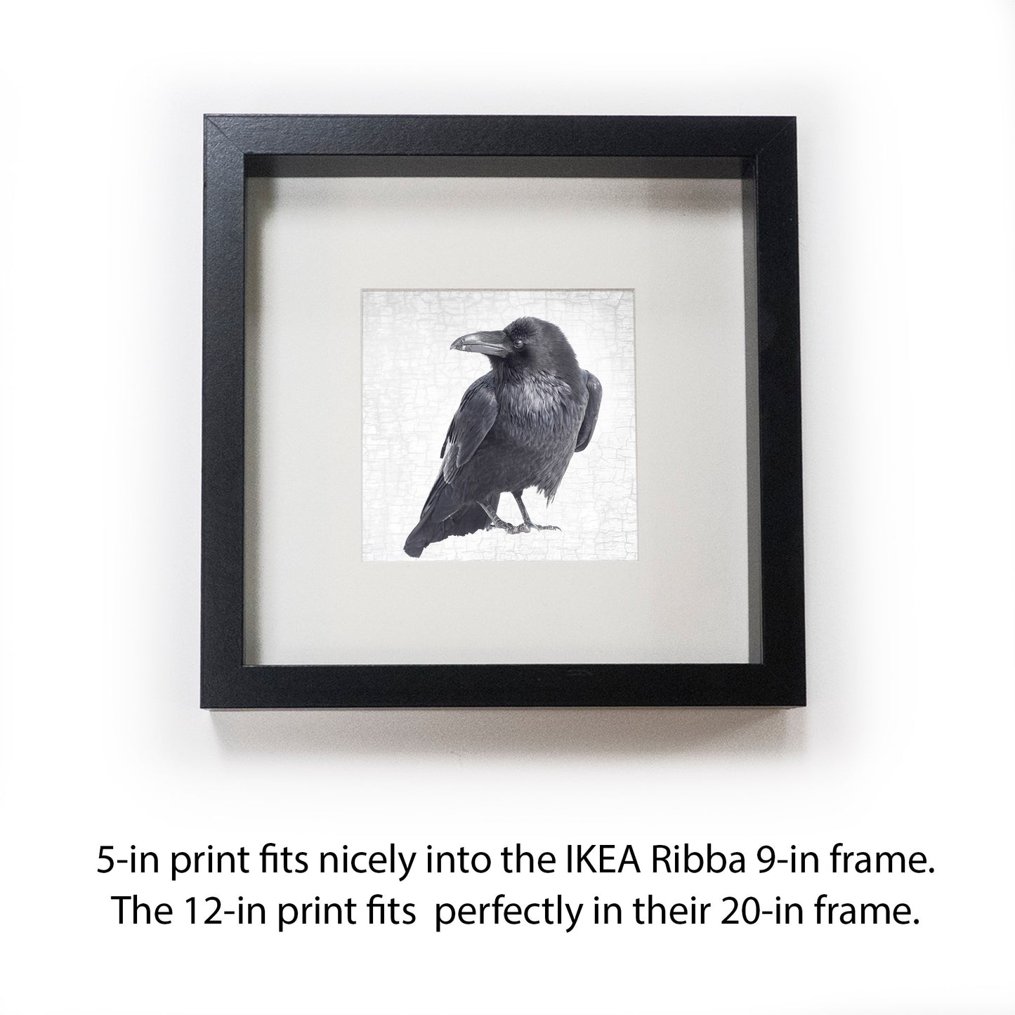 RAVEN LOOKS BACK - Fine Art Print, Raven Portrait Series