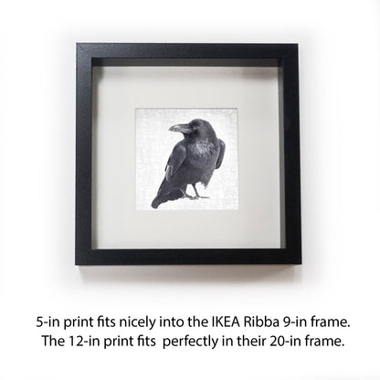 RAVEN LOOKS BACK - Fine Art Print, Raven Portrait Series