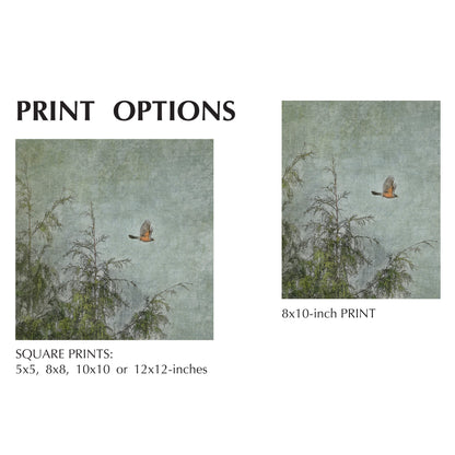 ROBIN AND CEDARS - Fine Art Print, Garden Birds Series