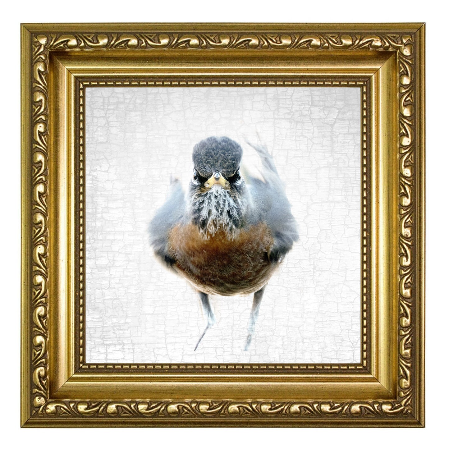 THE AMERICAN ROBIN OF JUDGEMENT — Fine Art Print, Judgmental Birds Collection