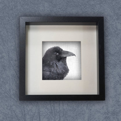 SNOW RAVEN - Fine Art Print, Raven Portrait Series