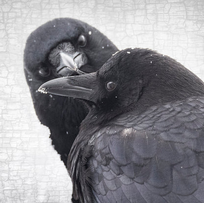 INFINITE CARE - Fine Art Print, Crow Portrait Series