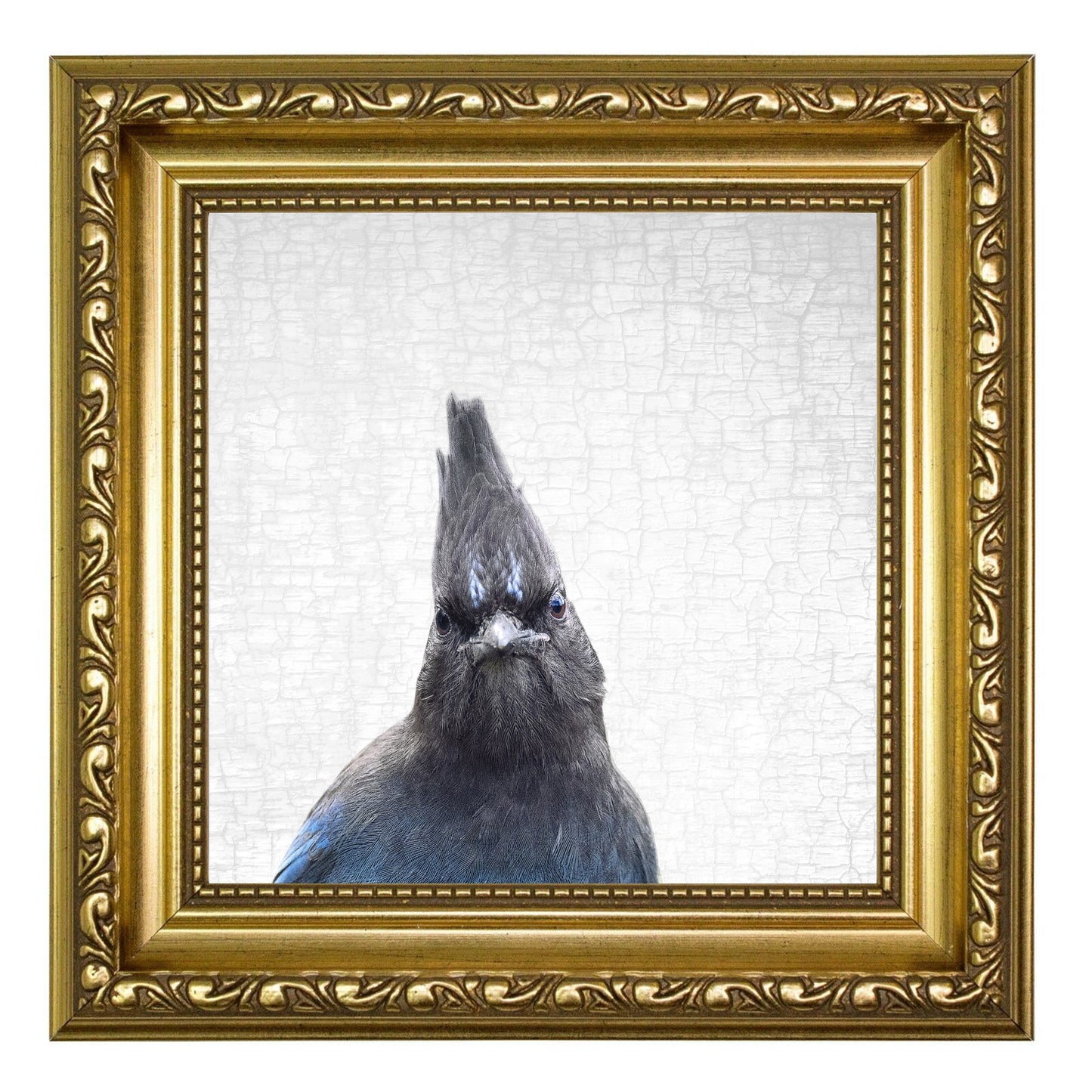 THE STELLER'S JAY OF JUDGEMENT — Fine Art Print, Judgmental Birds Collection